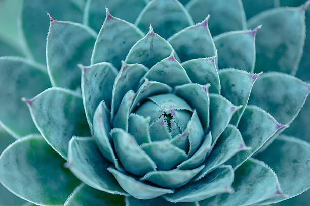 istock Phyllotaxis Spiral of Sempervivum — Natural Sacred Geometry 2233544696
