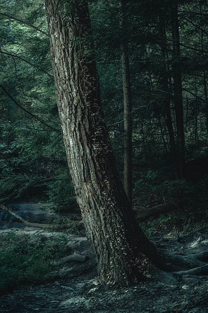istock Trees in the mountains in the morning 2233545937