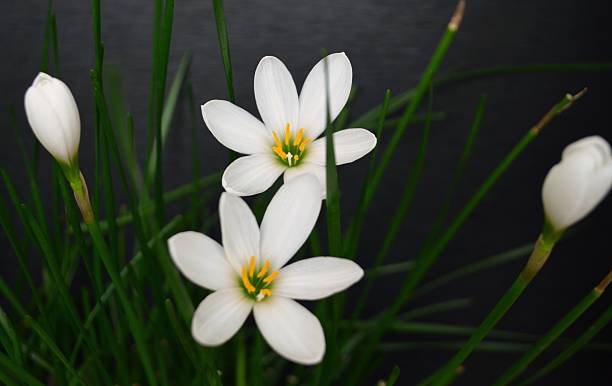 istock Zephyranthes candida, with common names that includes autumn Zephyr lily, white wildflower and Peruvian swamp lily, is a species of rain lily. Amarydllidaceae. White fairy lily 2233546370