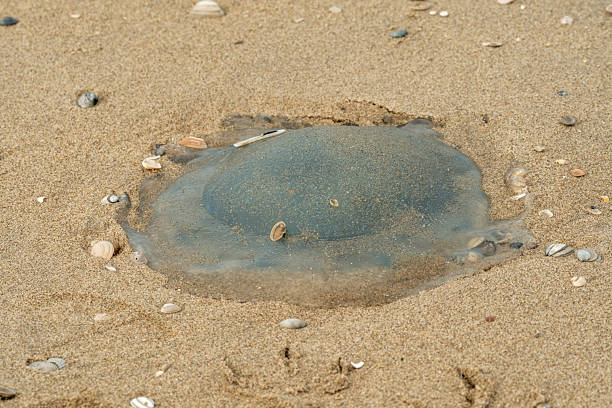 Jellyfish lying on the sand surrounded by shells on a beach in wassenaar, netherlands