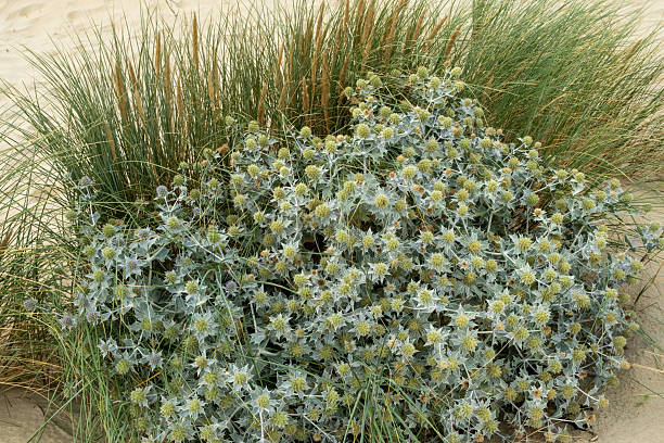 Eryngium maritimum growing wild on a sand dune with beach grass