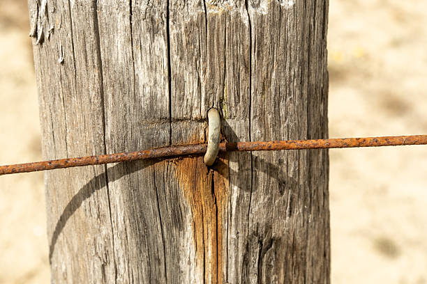 Close-up of a rusty wire attached to a weathered wooden post with a metal ring, showing signs of age and decay