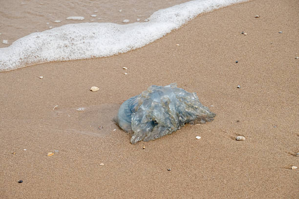 istock Jellyfish washed ashore on sandy beach in katwijk, netherlands 2233546446