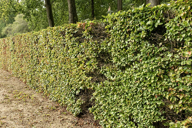 Frontal view of a large hedgerow with green leaves.