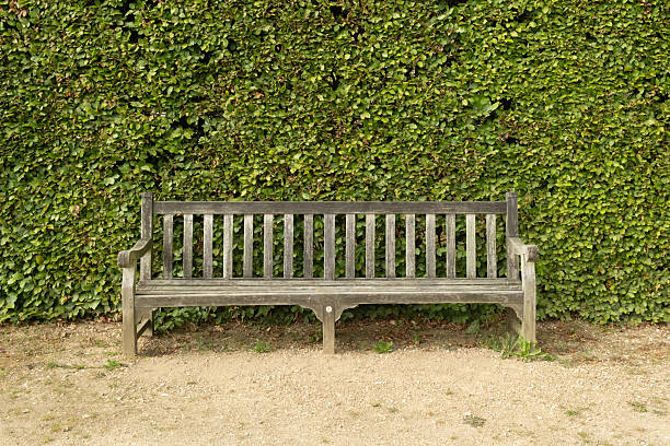 Empty wooden bench sits peacefully in front of a vibrant green hedge, inviting quiet contemplation in a tranquil garden setting