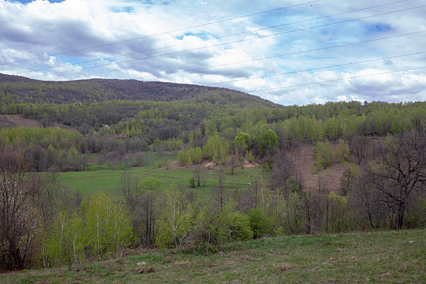 A picturesque landscape showcases a vibrant hillside forest under a cloudy sky, conveying a sense of tranquility and natural beauty.