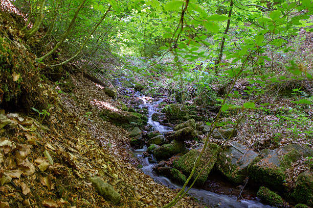 istock A tranquil forest stream flows through a lush, vibrant green landscape 2233547795