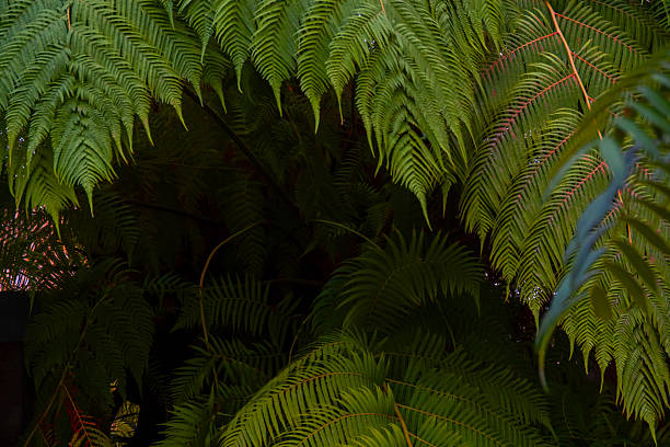 just a photo of nature