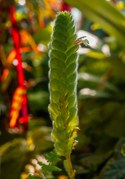 just a photo of nature