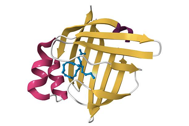 istock Crystal structure of human brain fatty acid binding protein with ligand. 2233549484
