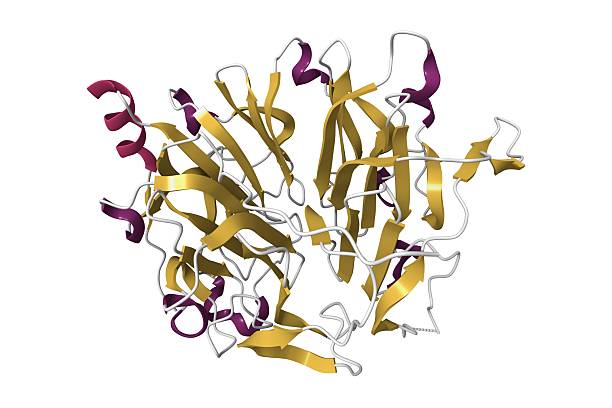istock Crystal structure of human RCC2, a highly conserved protein involved in prognosis in colorectal cancer. 2233549514