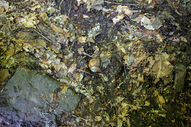 A snail rests on forest floor, surrounded by leaves and a large rock. The snail's shell gleams in the sunlight.
