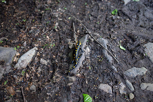 Tiger salamander