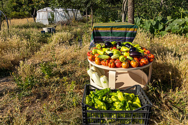 A woman is harvesting vegetables in the garden. Selective focus. Food.
