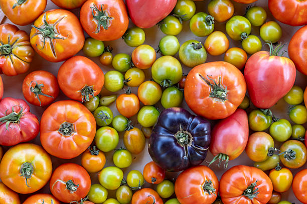 istock A close up of many different colored tomatoes 2233551576