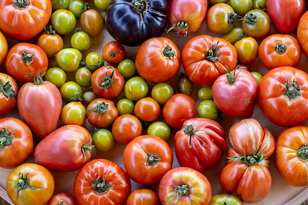istock A variety of tomatoes and tomatoes are displayed on a white plate 2233551648