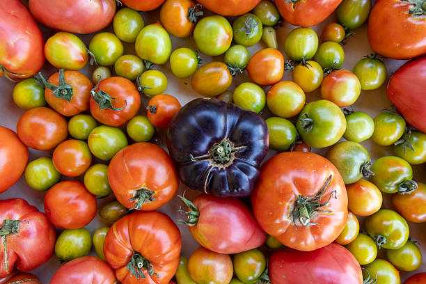 istock A close up of many different colored tomatoes 2233551682