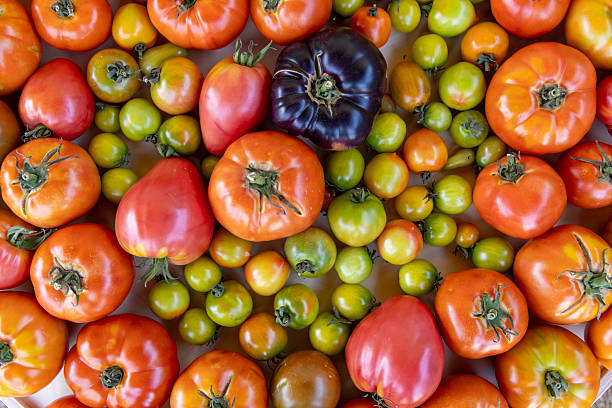 istock A close up of many different colored tomatoes 2233551701