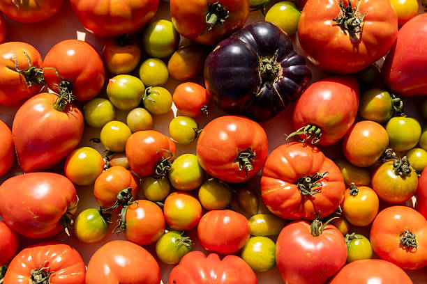 istock A bunch of tomatoes and green tomatoes are spread out on a table 2233551761