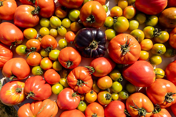 istock A bunch of tomatoes and green tomatoes are spread out on a table 2233551777