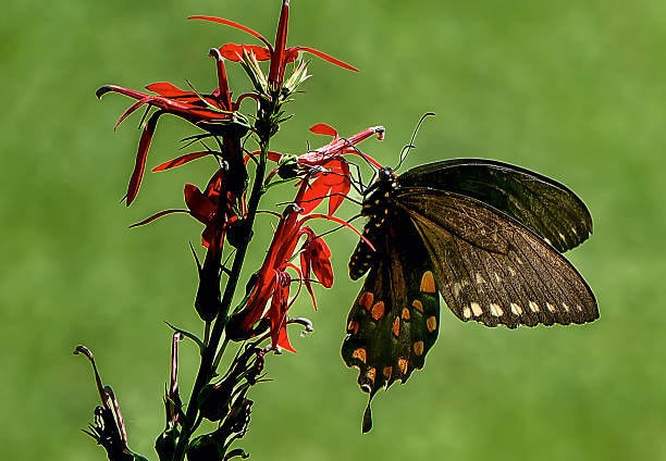 istock A Pipevine Swallowtail Butterfly on a Cardinal flower 2233551989