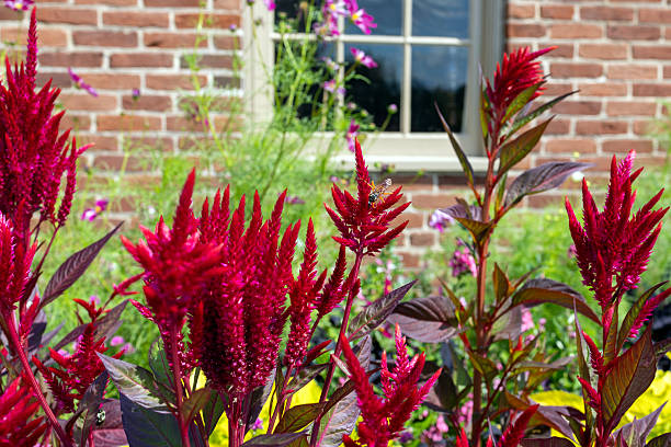 Close up of summer flowers in full bloom