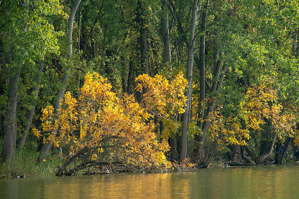 The Danube, an autumn idyll with a fallen leaf