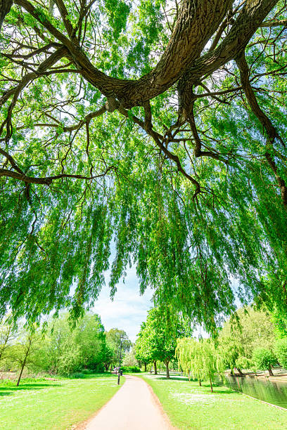 Looking up at the vibrant green canopy of a weeping willow tree on a sunny day
