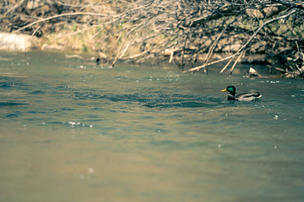 A duck swimming down a muddy river