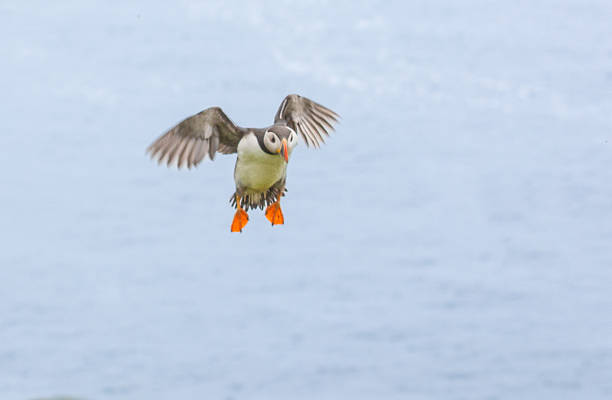 An Atlantic puffin (Fratercula arctica) hovers in midair with wings spread and bright orange feet extended, preparing to land along the cliffs of the Faroe Islands, Denmark.