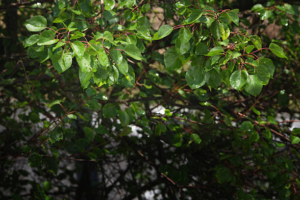 istock Tree branches with green leaves in bright sunlight and shadows underneath, green branches in bright sunlight after rain, green foliage in bright light with shadows beneath 2233558066