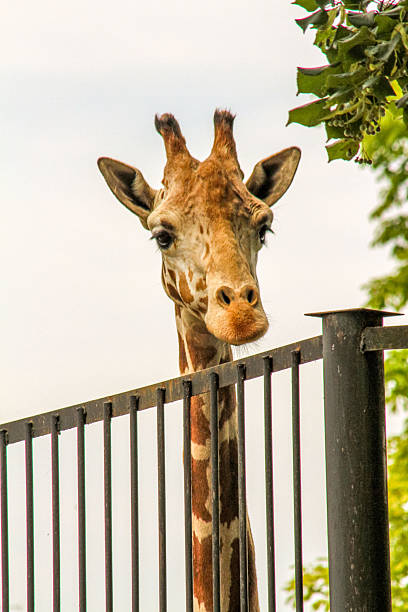 A giraffe looks over a fence at a zoo.