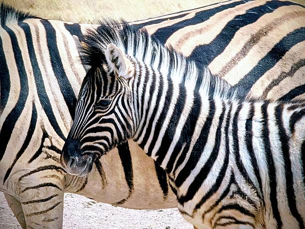 Baby zebra with mother in etosha