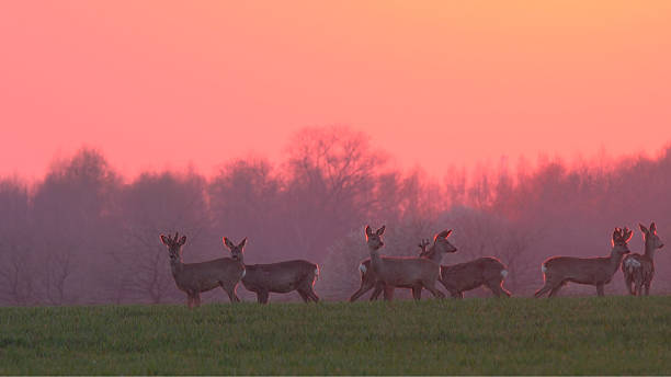 Herd of young deers on pink sunset sky background