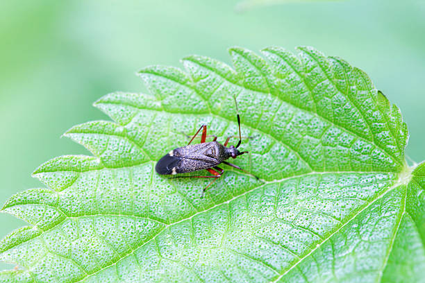 The plant bug Closterotomus biclavatus on a leaf