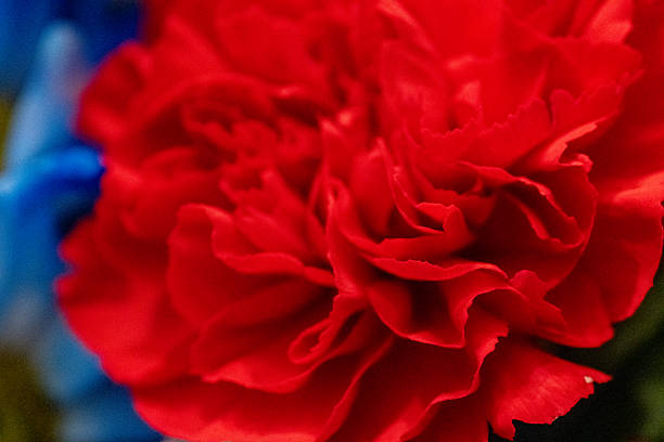 istock Patriotic Color Flowers 2233560232