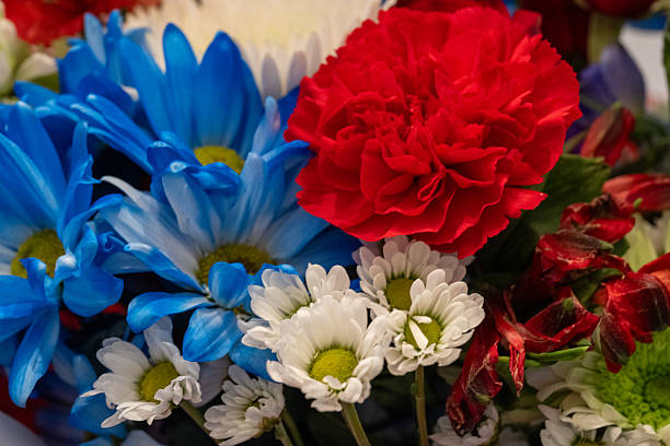 istock Patriotic Color Flowers 2233560451