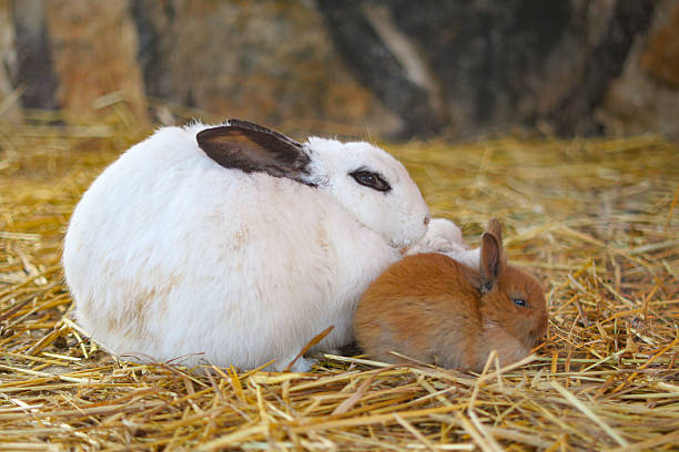 istock Mother rabbit cuddles with baby rabbit in cozy straw bedding 2233562172