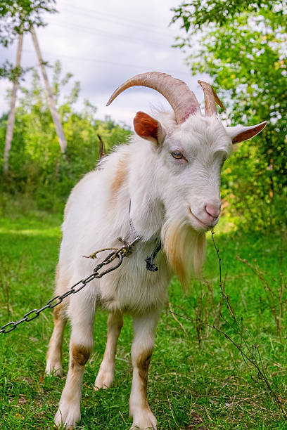 istock Curious Goat in a Green Meadow 2233562984