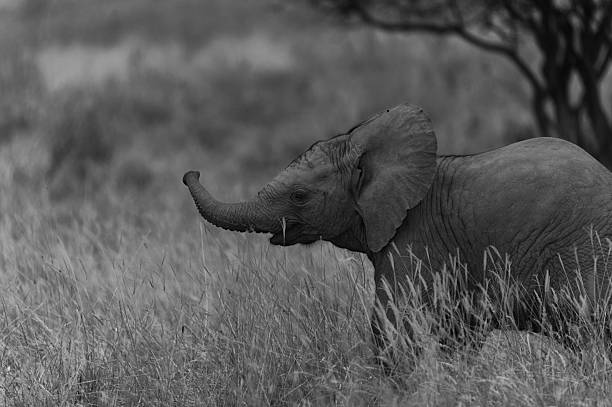 istock Young elephant in grassy savannah 2233565478