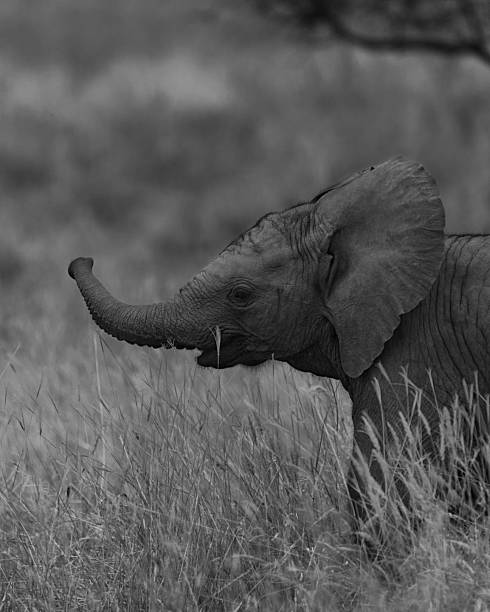istock Elephant Calf in Grassy Savanna 2233565501