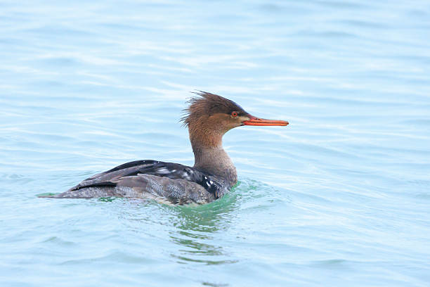 Red-breasted Merganser, Mergus serrator, swimming on the the water surface.