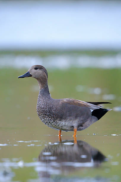 istock Swimming gadwall, Mareca strepera, duck, portrait 2233567340