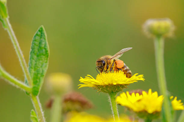 istock Honey bee Apis mellifera pollination 2233567347