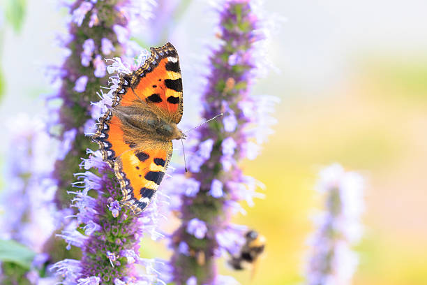 Close-up of the small tortoiseshell Aglais urticae butterfly. Isolated by purple nature