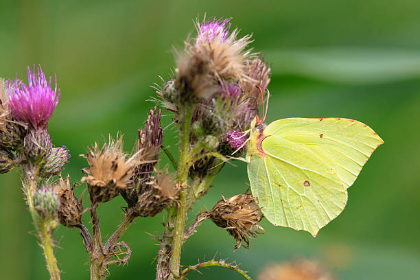 istock Common brimstone butterfly gonepteryx rhamni, on a thistle flower 2233567468