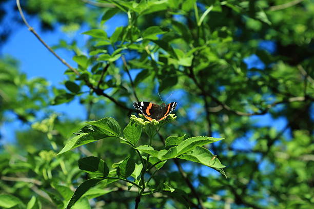 istock Red admiral butterfly on Sambucus leaves 2233567779