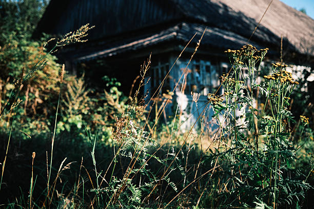 Abandoned village overgrown by wild grass and trees