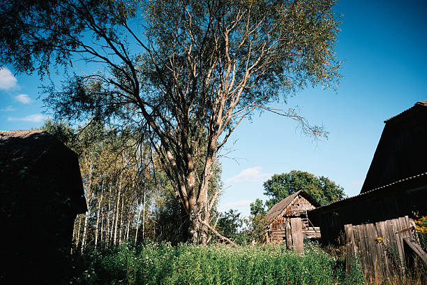 Abandoned village overgrown by wild grass and trees
