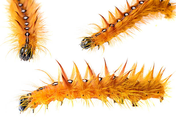 istock Three hairy yellow caterpillars crawling in different directions on white background showing macro insect detail for wildlife and entomology concepts 2233568526